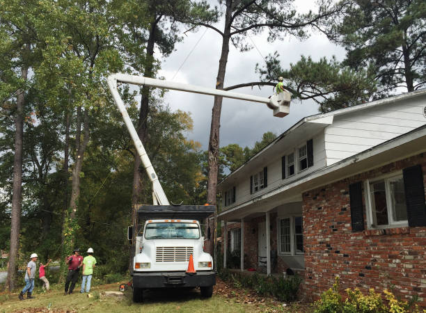 How Our Tree Care Process Works  in  Grants Pass, OR