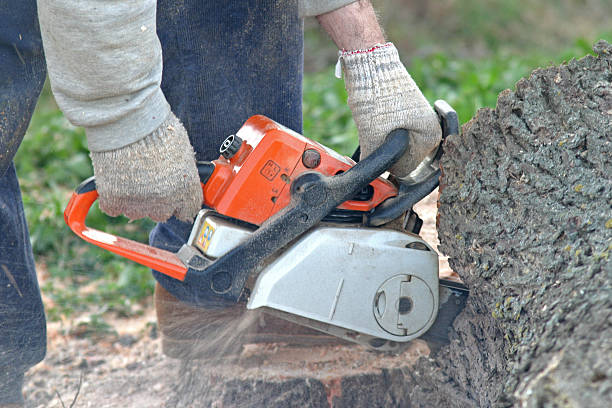 Best Root Management and Removal  in Grants Pass, OR